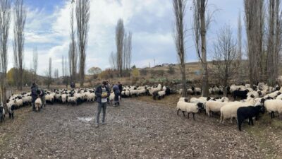 Giresun İl Tarım ve Orman Müdürlüğü, 2024 yılı için küçükbaş