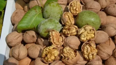 Giresun’un Şebinkarahisar ilçesinde Şebin cevizinin hasat sezonu başladı. Ancak, yüksek