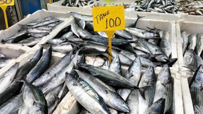 Giresun’da balık sezonu hızla devam ederken, 12 Ekim 2024 Cumartesi