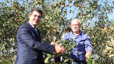 Giresun’un coğrafi işaretli ürünleri arasında yer alan Piraziz Elması’nda hasat