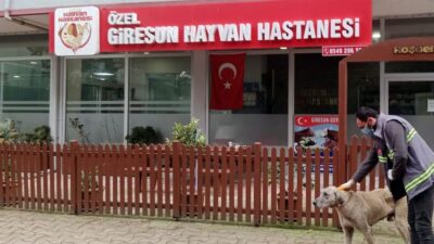Piraziz Belediyesi, sokak hayvanlarının soğuk kış günlerinde hayatta kalabilmesi için