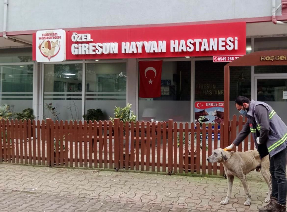 Piraziz Belediyesi, sokak hayvanlarının soğuk kış günlerinde hayatta kalabilmesi için