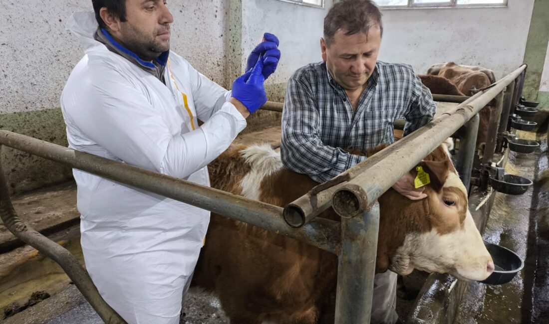 Giresun’da hayvancılık sektöründe sağlıklı üretim hedefiyle önemli bir adım atıldı.