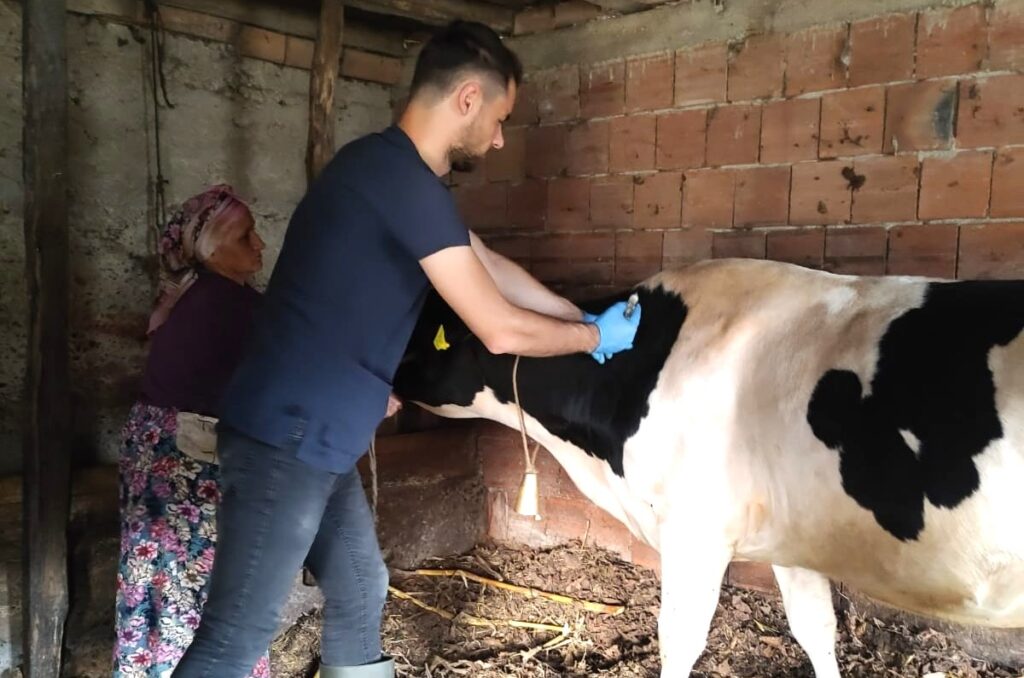 Giresun’da İlkbahar Dönemi Şap Aşılama Kampanyası Başladı!