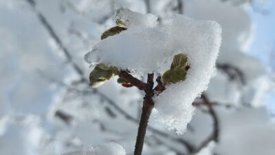 Giresun Ziraat Odası Başkanı Nurittin Karan, üreticileri zirai don riskine