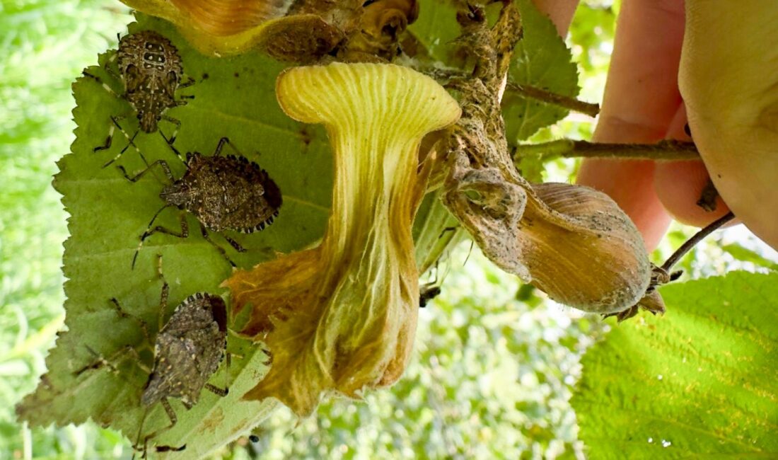 Türkiye Ziraat Odaları Birliği (TZOB) Genel Başkanı Şemsi Bayraktar, Karadeniz
