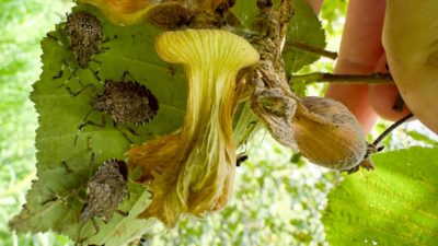 Türkiye Ziraat Odaları Birliği (TZOB) Genel Başkanı Şemsi Bayraktar, Karadeniz