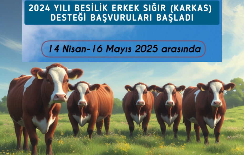 2024 Besilik Erkek Sığır Desteği Başvuruları Başladı