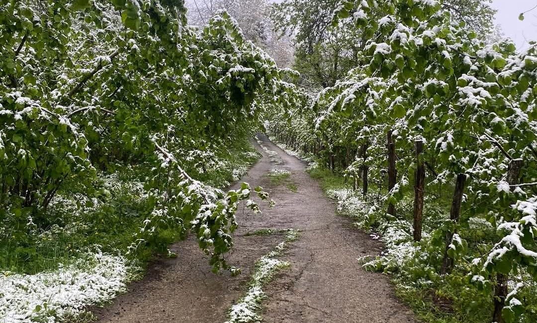 KARADENİZ’İN ‘YEŞİL ALTINI’ NİSAN’DA BUZ TUTTUKaradeniz Bölgesi’nde Nisan ayının ortasında