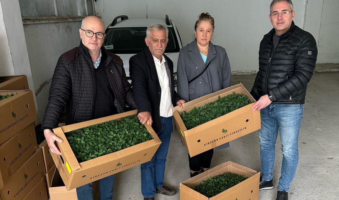 DOMATES YETİŞTİRİCİLİĞİNE YÜZDE 75 HİBELİ DESTEKTarım ve Orman Bakanlığı tarafından