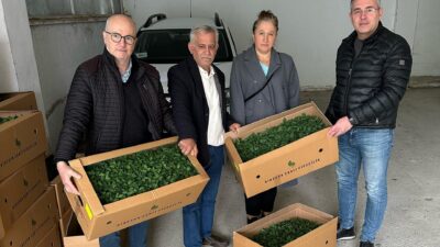 DOMATES YETİŞTİRİCİLİĞİNE YÜZDE 75 HİBELİ DESTEKTarım ve Orman Bakanlığı tarafından