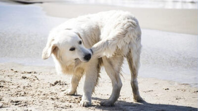 Köpekler, zaman zaman sevimli ve eğlenceli davranışlar sergilerler. Bunlardan biri
