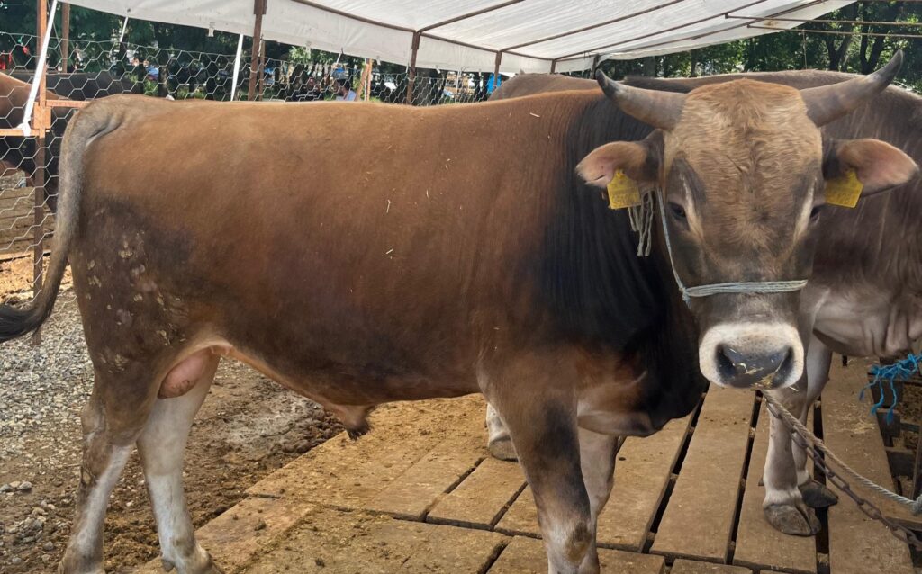 Giresun’dan İstanbul Avrupa Yakasına Kurbanlık Sevkiyatında Takvim ve Şartlar Belirlendi