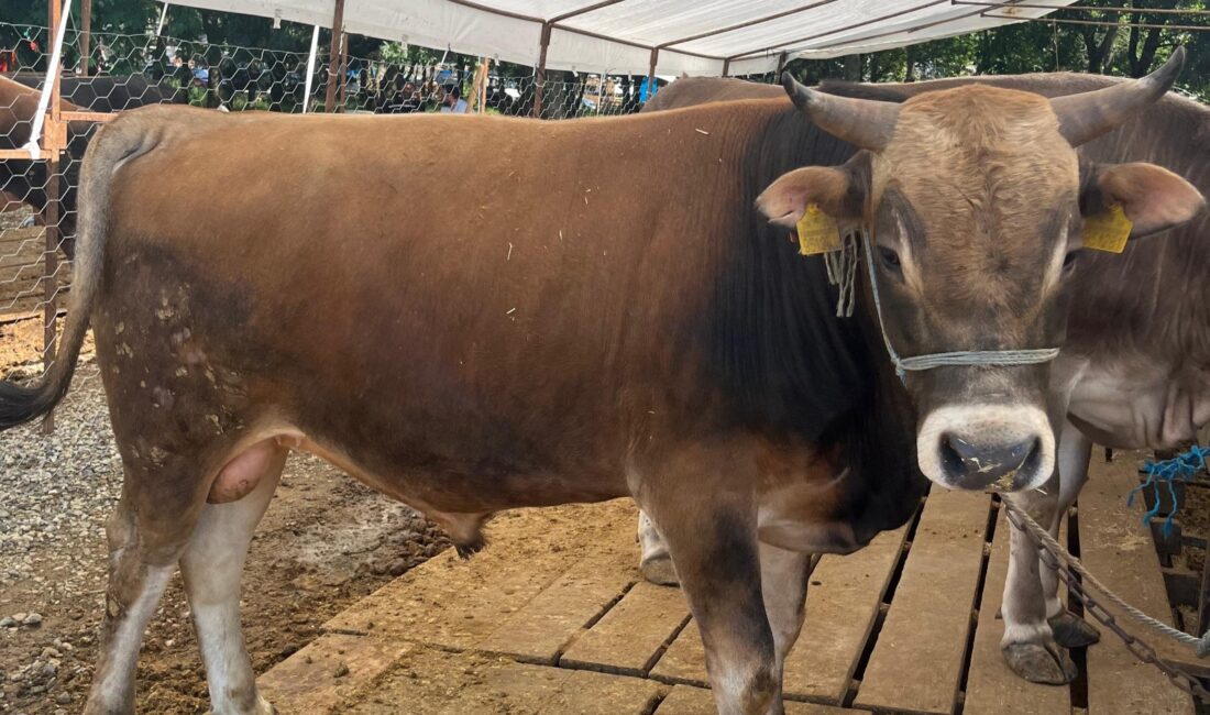 SEVKLER SADECE AVRUPA YAKASINDAKİ GEÇİCİ SATIŞ VE KESİM YERLERİNEGiresun İl