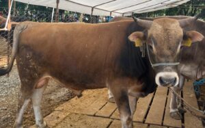 SEVKLER SADECE AVRUPA YAKASINDAKİ GEÇİCİ SATIŞ VE KESİM YERLERİNEGiresun İl