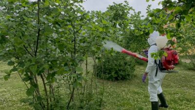 FINDIK KURDU VE KAHVERENGİ KOKARCA’YA KARŞI TARLADA MÜCADELE DÖNEMİ Giresun