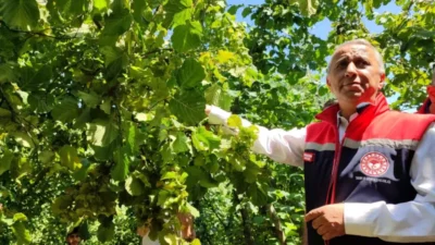  2025 yılı tahmini fındık rekoltesinin tespiti amacıyla çalışma yapılıyor.