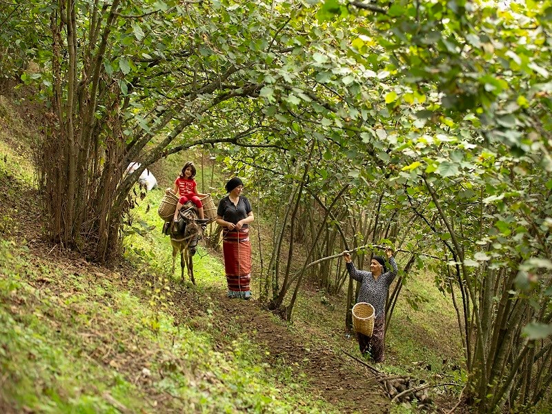 2025 FINDIK SEZONU ÖNCESİ ÜCRET TARİFESİ AÇIKLANDI Giresun’da fındık üreticileri