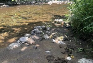 Giresun’da İnsan Sağlığı Tehlikede, Yetkililer Neden Sessiz?