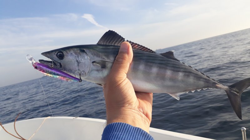 Palamut Avı Yarın Karadeniz’de Başlıyor Palamut Avı Yarın Karadeniz’de Başlıyor