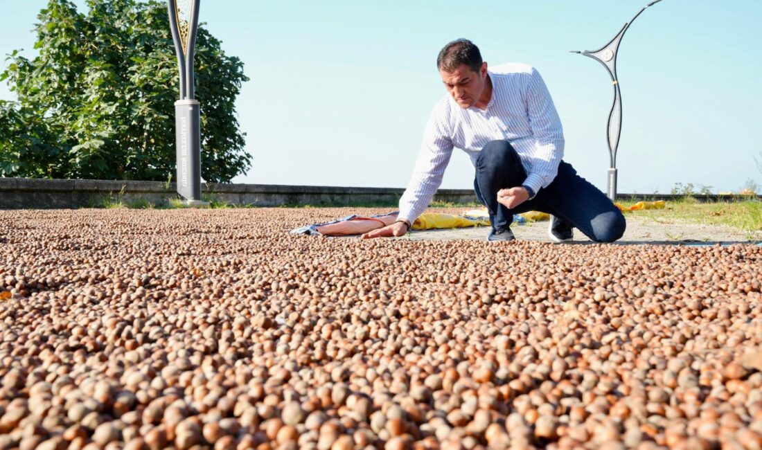 Giresun Belediye Başkanı Fuat Köse, sahilde fındığını kurutan üreticileri ziyaret