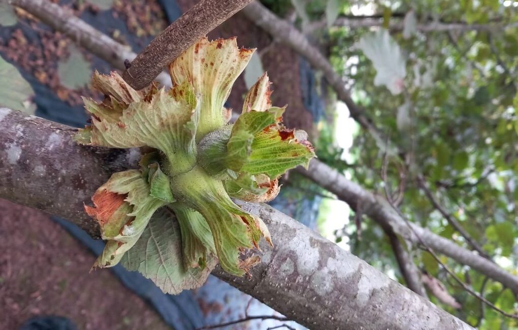 Fındık sezonunun son günlerine girilirken serbest piyasadaki fiyat hareketliliği üreticilerin