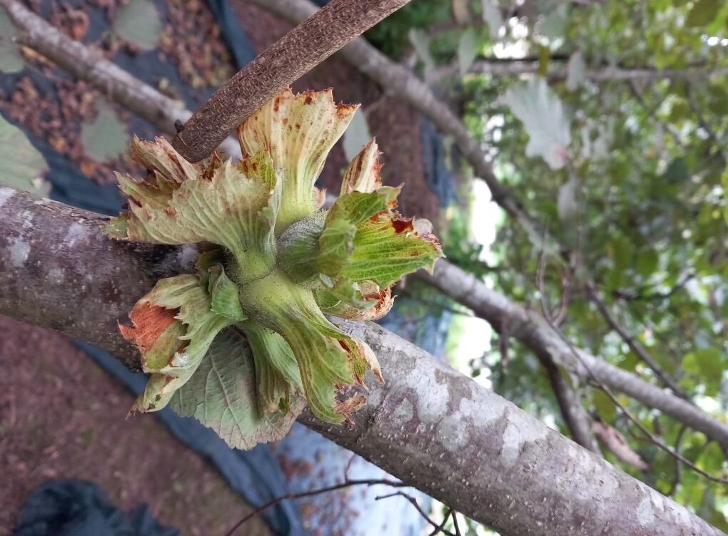 Fındık sezonunun son günlerine girilirken serbest piyasadaki fiyat hareketliliği üreticilerin
