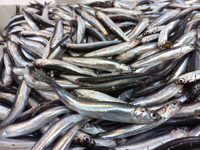 Giresun’da tezgahlara çıkan balıkların fiyatları 18 Eylül 2025 Perşembe günü