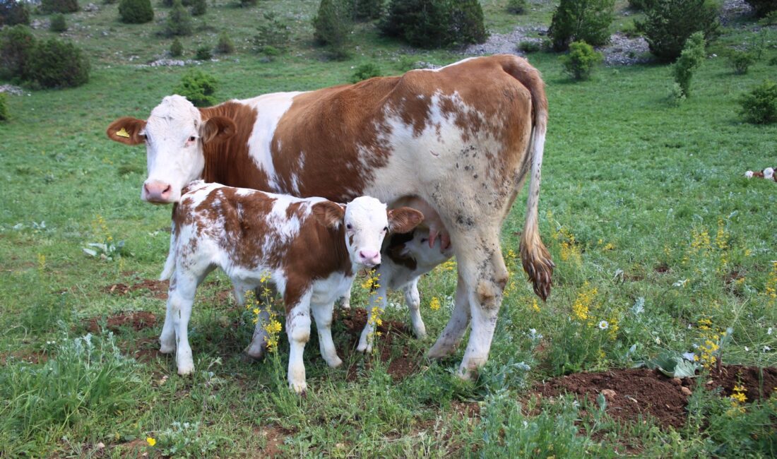 2025 yılı hayvancılık destekleme tutarları Resmî Gazete’de yayımlanan karar ile