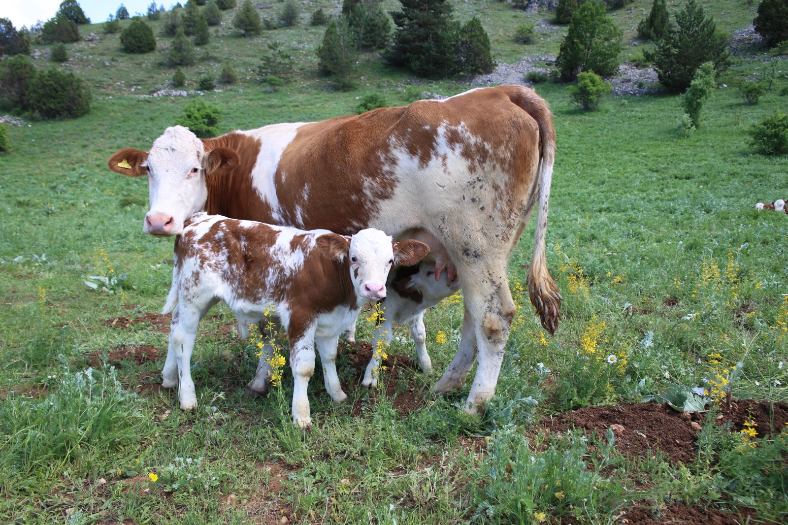 2025 yılı hayvancılık destekleme tutarları Resmî Gazete’de yayımlanan karar ile