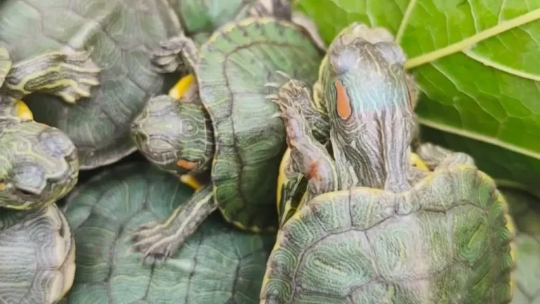 Yurda sokulması yasak istilacı su kaplumbağası ele geçirildi