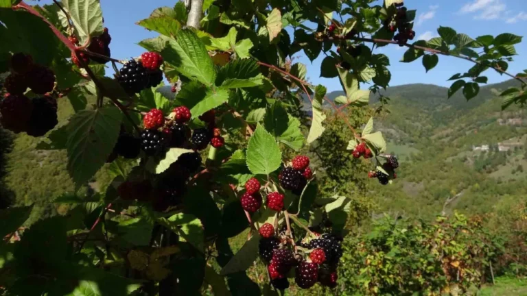 Giresun’un Yavuzkemal beldesinde yaşayan 60 yaşındaki Erdoğan Sarı, 10 yıldır