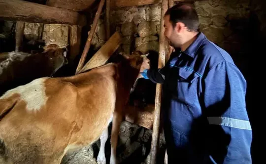 Giresun Alucra'da Şap Hastalığı Tespit Edildi, Köyler Karantinada