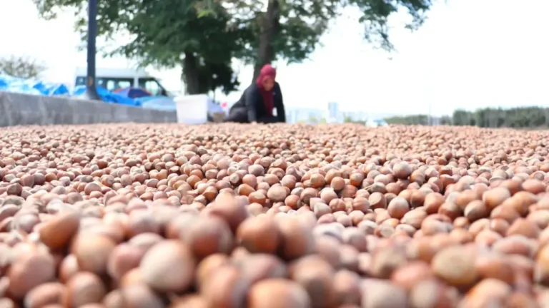 Fındıkta tekelci firmaya yaptırım uygulanmalı