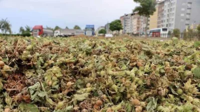 Türkiye İstatistik Kurumu (TÜİK), 2025 yılı için fındık üretiminde ciddi