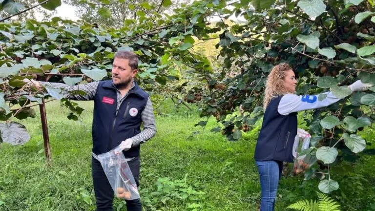 Giresun'da kivi hasadı öncesi Tarım ve Orman Müdürlüğü, bahçelerde kapsamlı