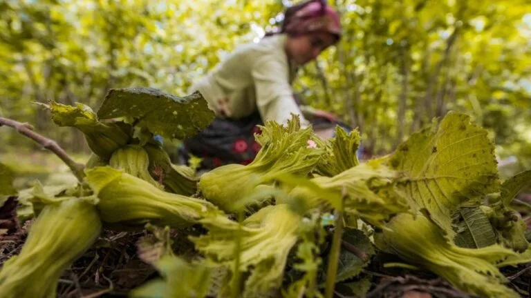 Fındıkta verim ve kaliteye kokarca darbesi!