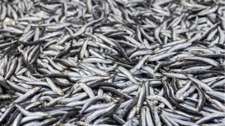 Edirne’de Hamsi Fiyatları Eritti: Kilo 100 TL’ye Düştü, Talep Patladı Edirne'de soğuyan havalarla birlikte denizlerde yaşanan hamsi bolluğu, balık tezgahlarında