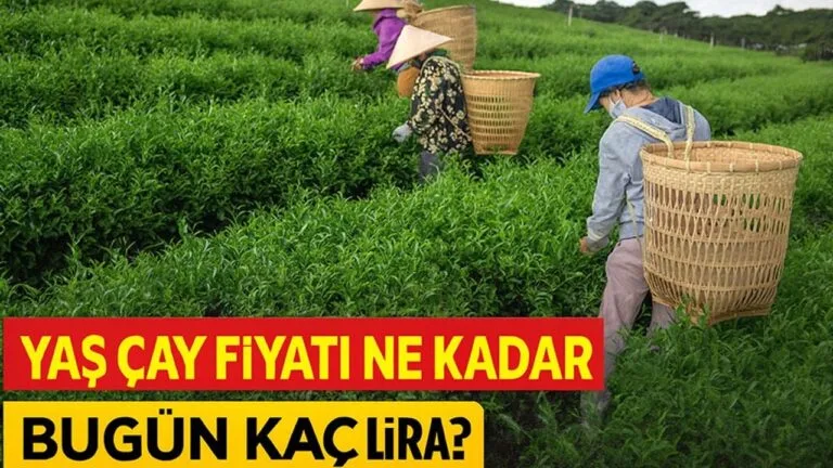 Tarım ve Orman Bakanlığı, 2025 yılı yaş çay alım fiyatını