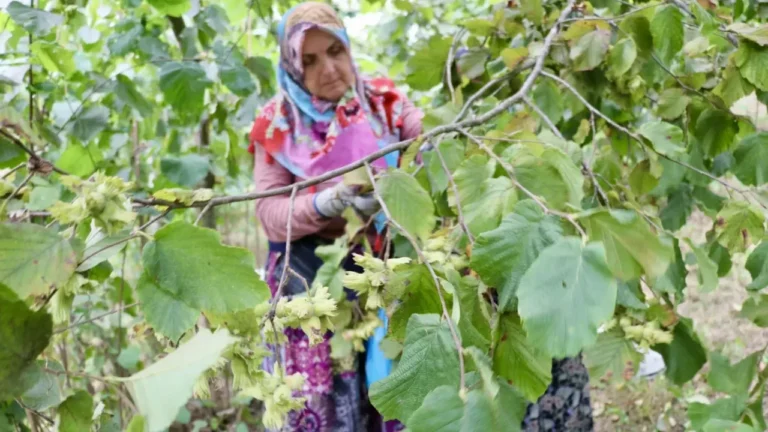 Giresun Fındık Üreticilerine Dönüm Parası Başvuru Uyarısı Giresun Ziraat Odası, fındık üreticilerini 2026 yılı dönüm parası destek