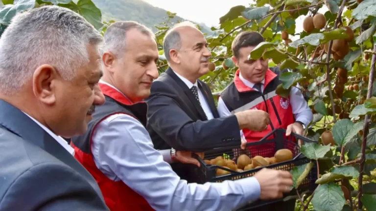 Ordu'nun Gülyalı ilçesinde coğrafi işaret tescilli kivinin hasadına başlandı. Bu