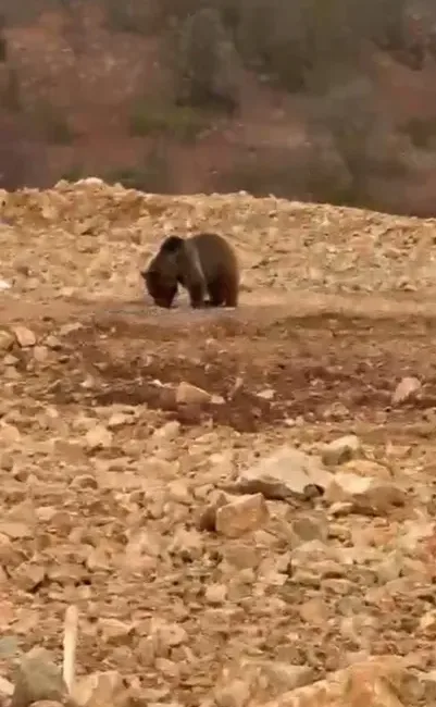 Şiran’da Ayıya Hamsi İkramı: Vatandaşlardan Duyarlı Davranış Gümüşhane'nin Şiran ilçesinde, yiyecek arayan bir ayıya rastlayan iki vatandaş,