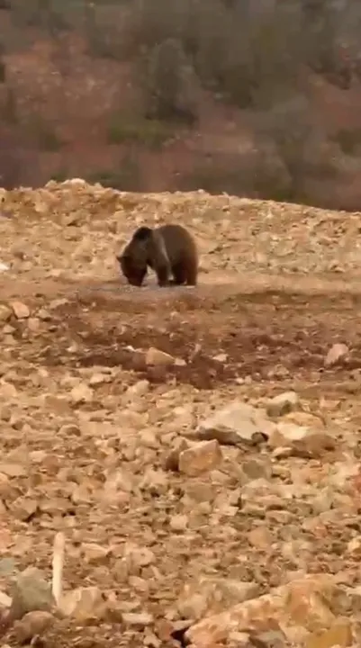 Şiran'da Ayıya Hamsi İkramı: Vatandaşlardan Duyarlı Davranış Şiran'da Ayıya Hamsi İkramı: Vatandaşlardan Duyarlı Davranış