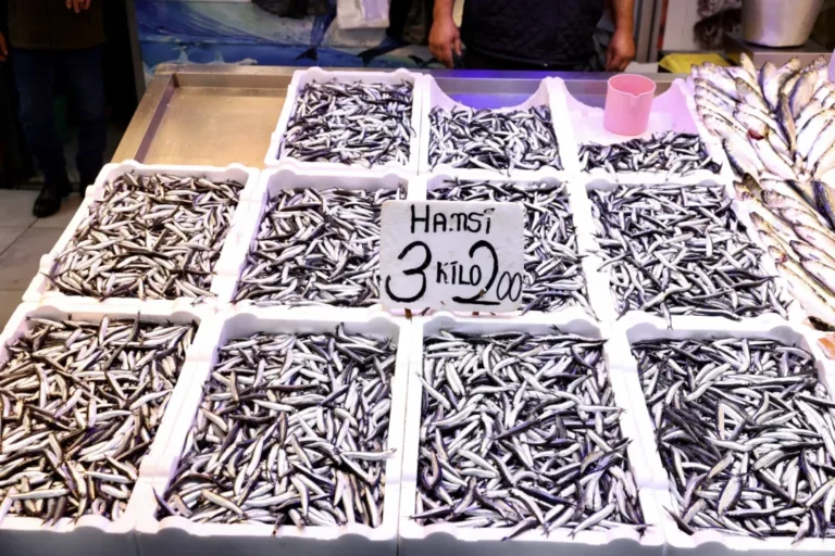 Trabzon balık tezgahlarında hamsinin kilogram fiyatı 75 liraya yükselirken, balıkçılar