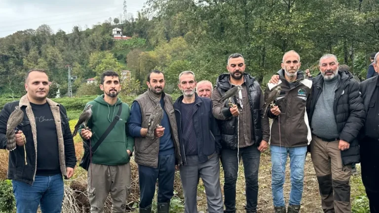 Rize'nin Pazar ilçesinde düzenlenen "Atmaca Salım Festivali", bıldırcın yakalama ve