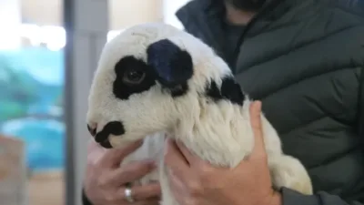 Tokat Gaziosmanpaşa Üniversitesi (TOGÜ), coğrafi işaretle tescillenen Karayaka koyun ırkının