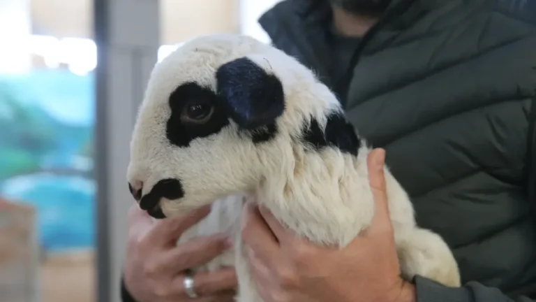 Tokat Gaziosmanpaşa Üniversitesi (TOGÜ), coğrafi işaretle tescillenen Karayaka koyun ırkının