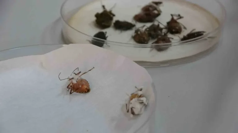 Karadeniz'de fındık başta olmak üzere tarım ürünlerine büyük zarar veren