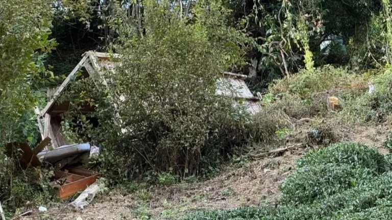 Giresun'un Keşap ilçesinde bir serentinin taşınması sırasında meydana gelen talihsiz