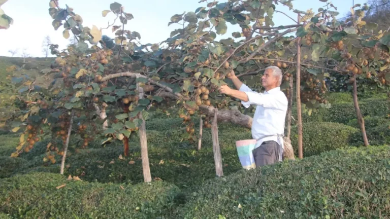 Giresun'un Güce ilçesinde kivi hasadı başladı. Bu yıl don olayları